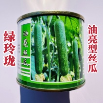 绿玲珑油亮丝瓜种子早熟短棒油亮型丝瓜种籽硬度好光滑油绿