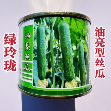 绿玲珑油亮丝瓜种子早熟短棒油亮型丝瓜种籽硬度好光滑油绿
