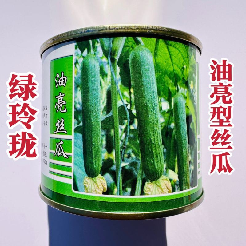 绿玲珑油亮丝瓜种子早熟短棒油亮型丝瓜种籽硬度好光滑油绿