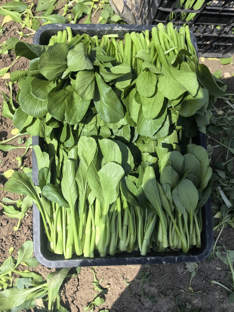 精品广东菜心，迟菜心，菜苔，产地大量供应常年有货