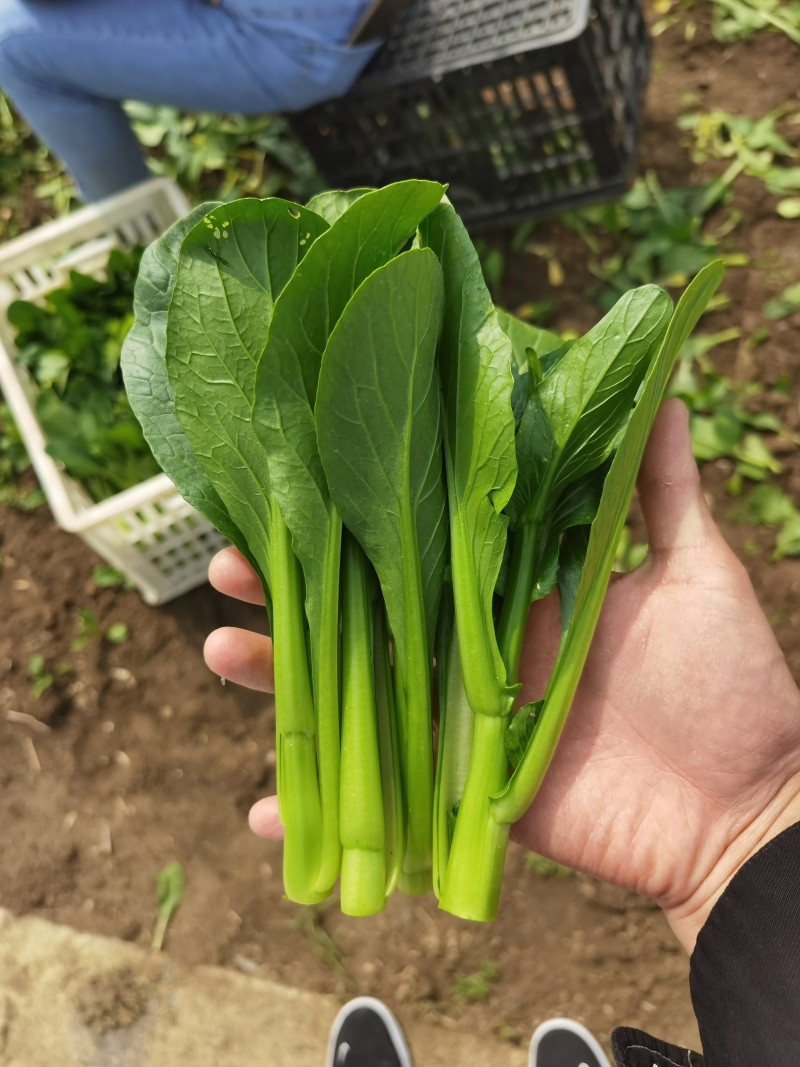 精品广东菜心，迟菜心，菜苔，产地大量供应常年有货