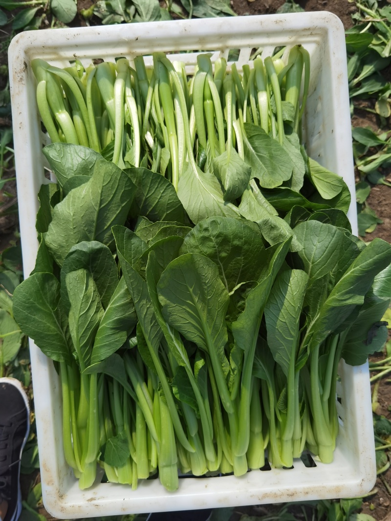 精品广东菜心，迟菜心，菜苔，产地大量供应常年有货