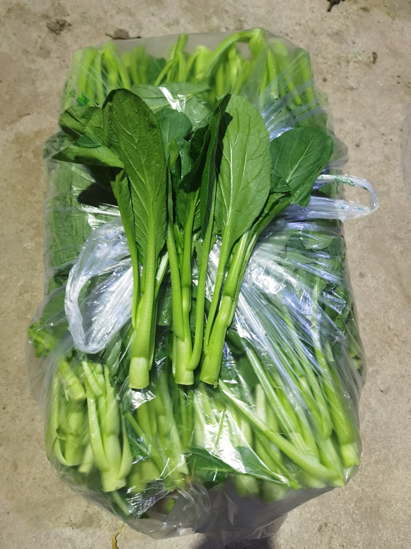 精品广东菜心，迟菜心，菜苔，产地大量供应常年有货
