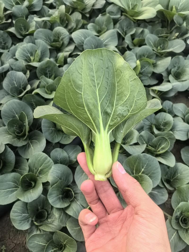 苏州矮脚青苏州青，小青仔，产地直发，保质保量一手货源
