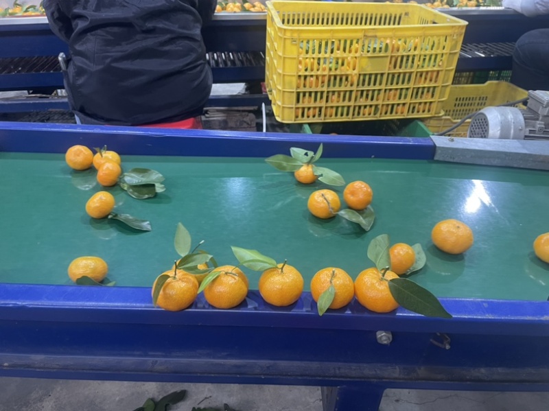 热销广东八月桔，细皮起沙，皮薄肉脆，产地直发