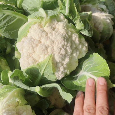 陕西本地精品白菜花，实花，大量上市中，每天有货