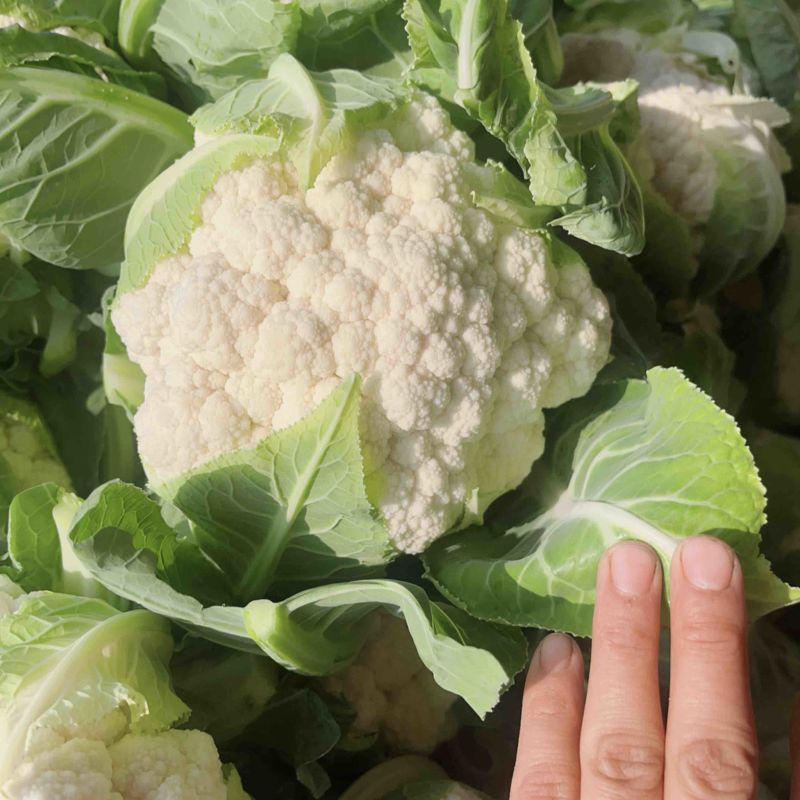 陕西本地精品白菜花，实花，大量上市中，每天有货