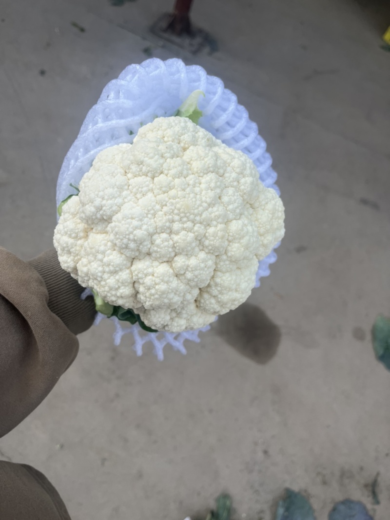 陕西本地精品白菜花，实花，大量上市中，每天有货