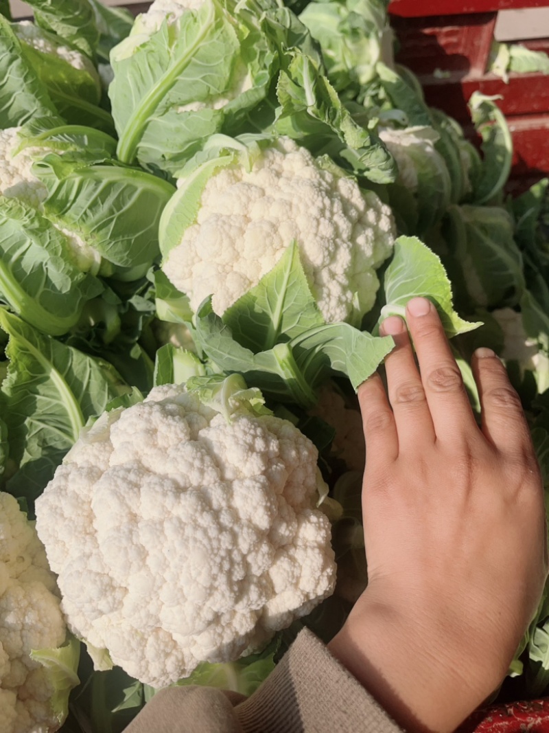陕西本地精品白菜花，实花，大量上市中，每天有货