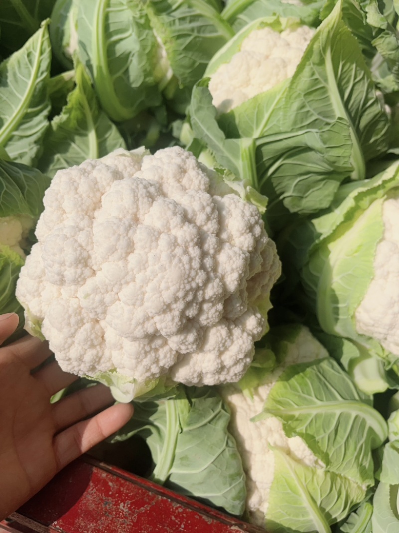 陕西本地精品白菜花，实花，大量上市中，每天有货