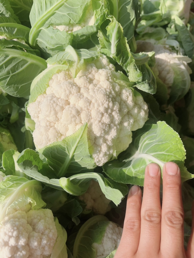 陕西本地精品白菜花，实花，大量上市中，每天有货