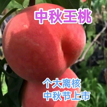 中秋王桃桃树苗,中秋国庆双节上市,个大离核,脆甜,耐储存