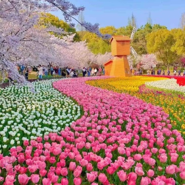 郁金香🌷电商园林绿化花海种植切花一手货源量大价优