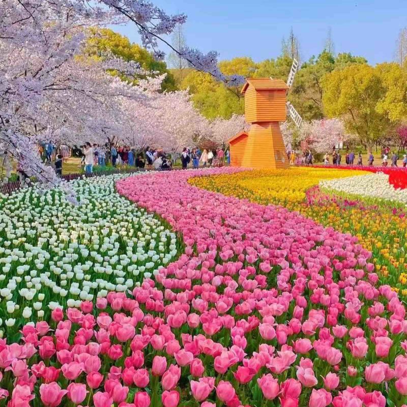 郁金香🌷电商园林绿化花海种植切花一手货源量大价优