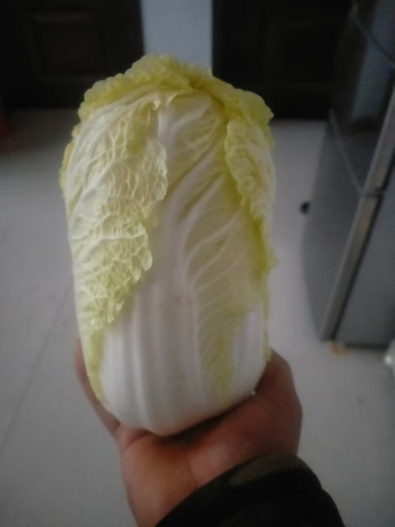商丘产区娃娃菜大量供应价格便宜欢迎各位客商一亩联系