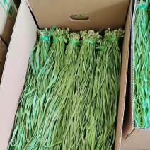 【精品贡菜】云南贡菜干/自家种植/全年有货/欢迎来电咨询