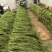 【精品贡菜】云南贡菜干/自家种植/全年有货/欢迎来电咨询
