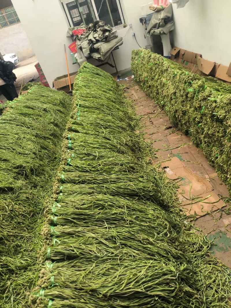 【精品贡菜】云南贡菜干/自家种植/全年有货/欢迎来电咨询