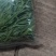 【精品贡菜】云南贡菜干/自家种植/全年有货/欢迎来电咨询