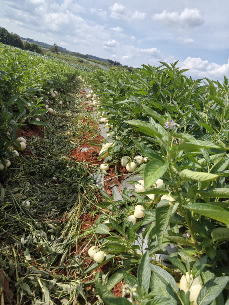 精品人参果，一手货源，品质保证，量大从优，诚信经营