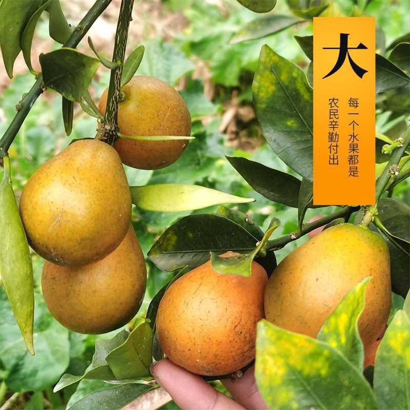 正宗融安脆蜜滑皮金桔果园直发，量大优惠，现摘现发！