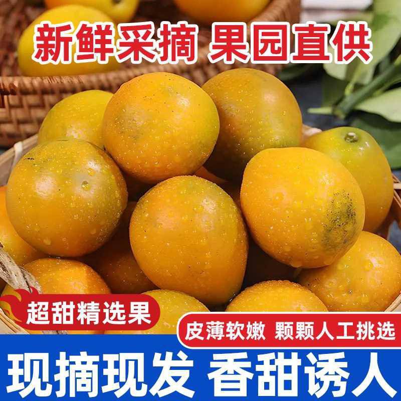 正宗融安滑皮脆皮金桔，现摘现发，量大从优！