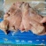 羊头肉熟羊头肉无冰出秤率高质量保证价格合适