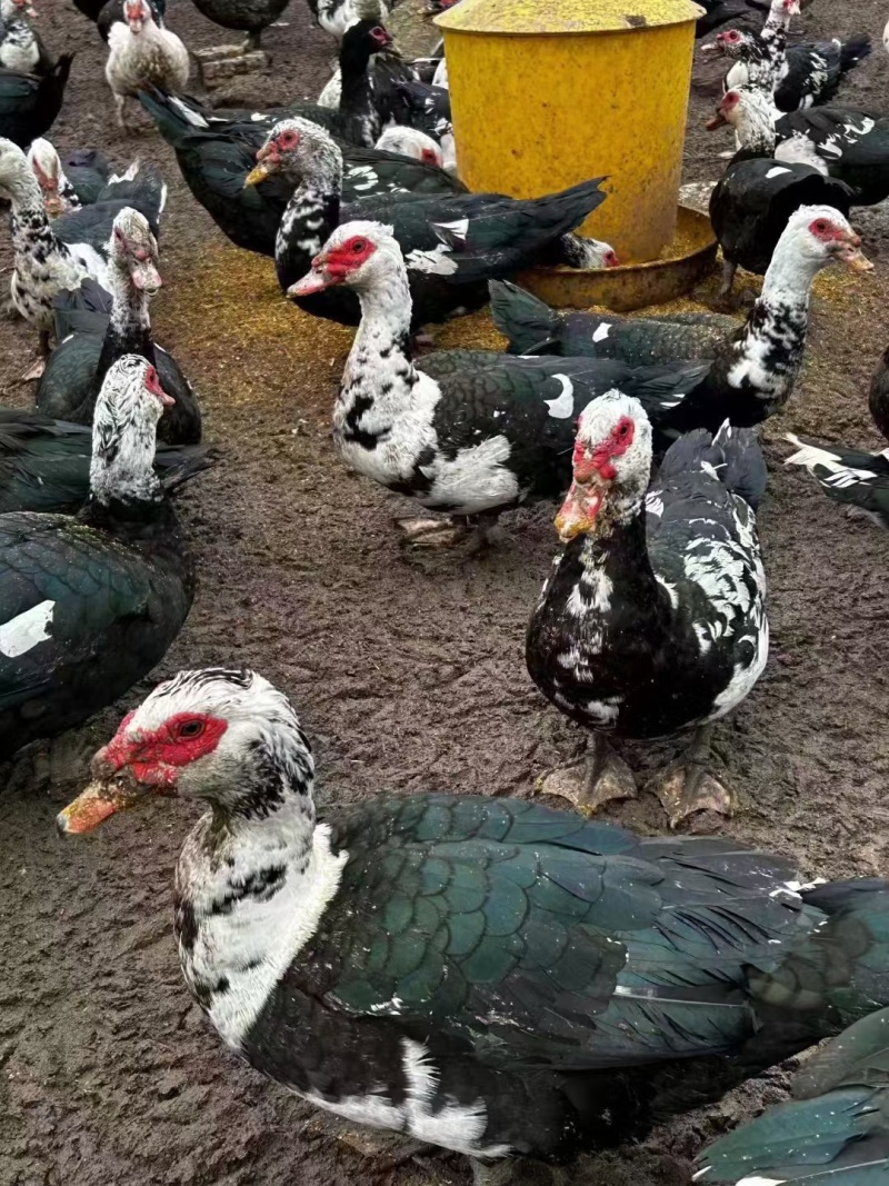 大花番公鸭