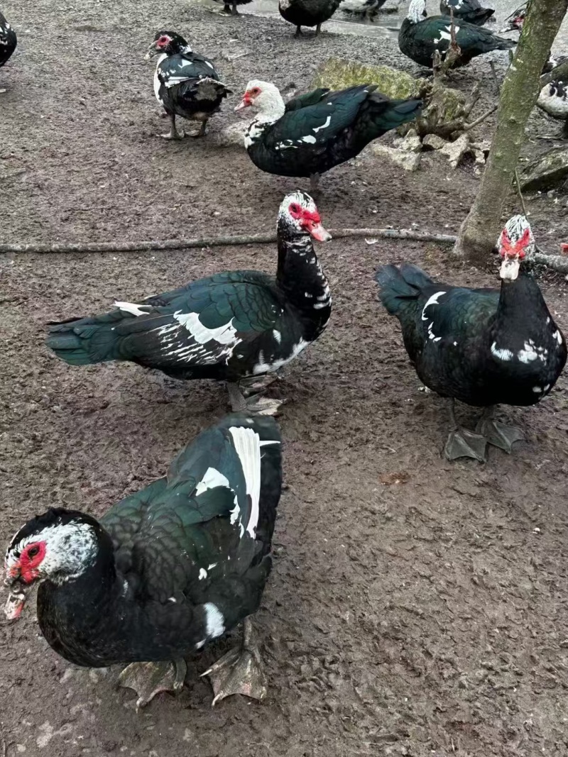 大花番公鸭