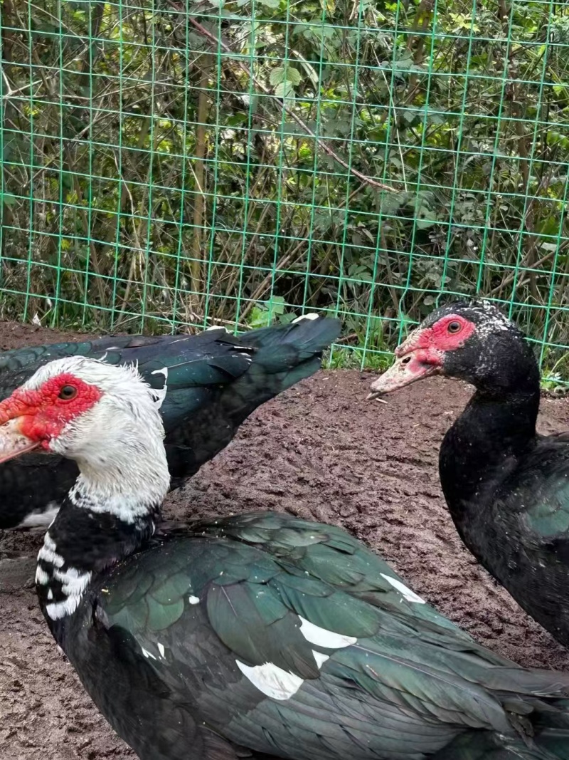 大花番公鸭