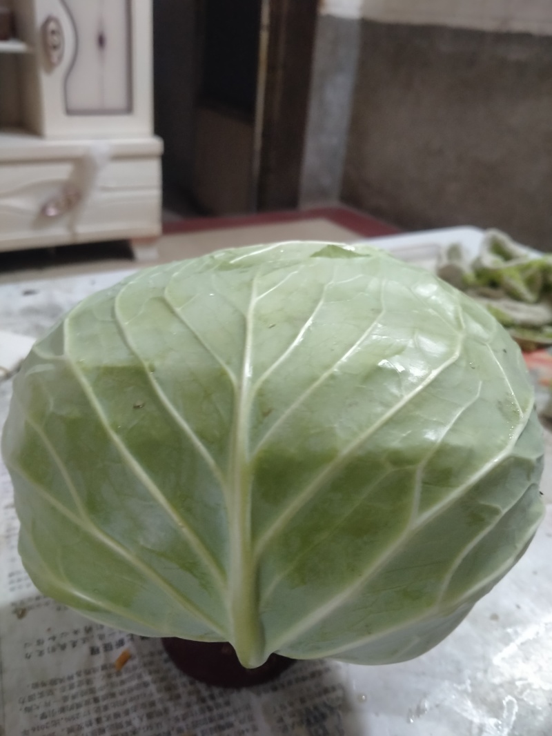 湖北老龚合作社，扁包菜大量上市中保证质量，量大从优！