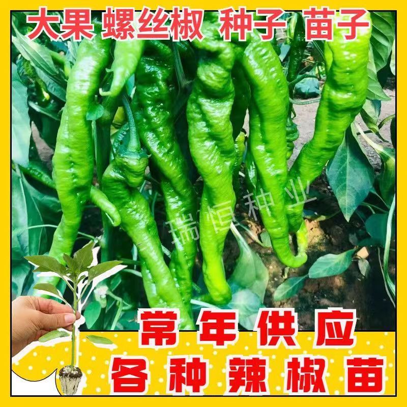 螺丝椒苗尖椒苗牛角椒苗线椒苗朝天椒苗菜椒苗杂交高产寿光