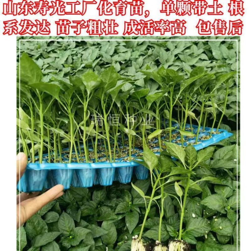 螺丝椒苗尖椒苗牛角椒苗线椒苗朝天椒苗菜椒苗杂交高产寿光