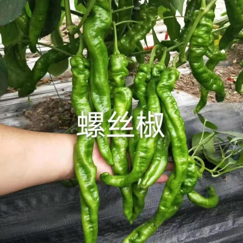 螺丝椒苗尖椒苗牛角椒苗线椒苗朝天椒苗菜椒苗杂交高产寿光