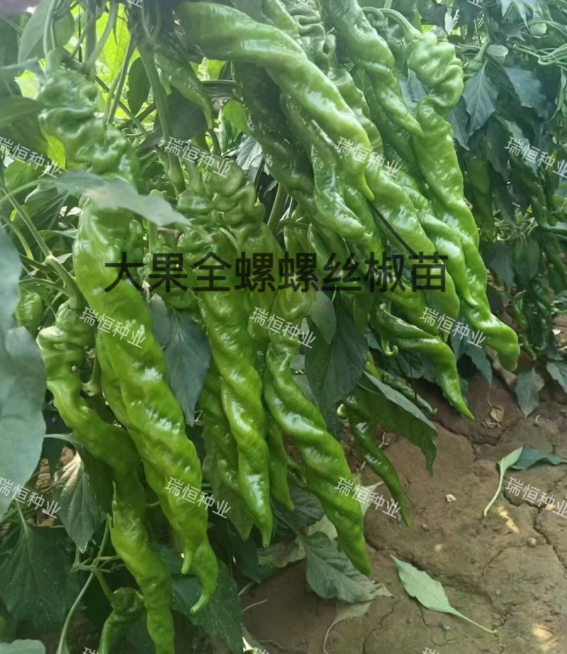 螺丝椒苗尖椒苗牛角椒苗线椒苗朝天椒苗菜椒苗杂交高产寿光