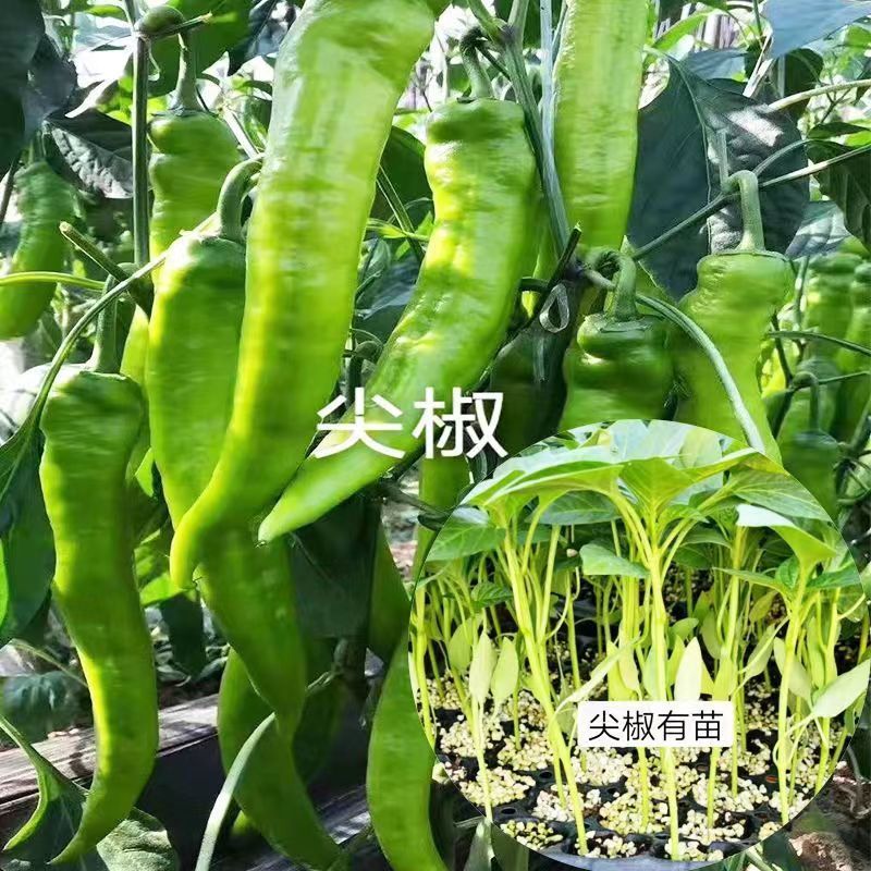 螺丝椒苗尖椒苗牛角椒苗线椒苗朝天椒苗菜椒苗杂交高产寿光