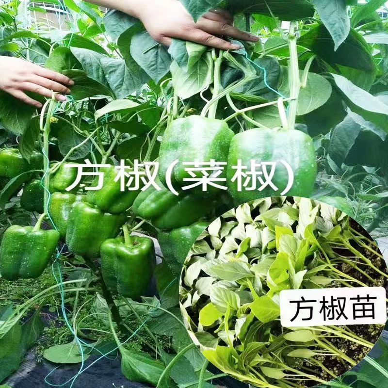螺丝椒苗尖椒苗牛角椒苗线椒苗朝天椒苗菜椒苗杂交高产寿光