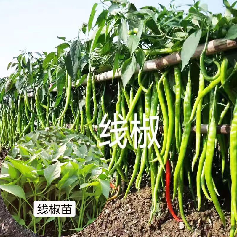 螺丝椒苗尖椒苗牛角椒苗线椒苗朝天椒苗菜椒苗杂交高产寿光