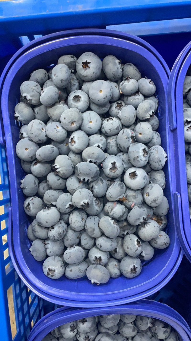 高原蓝莓来了