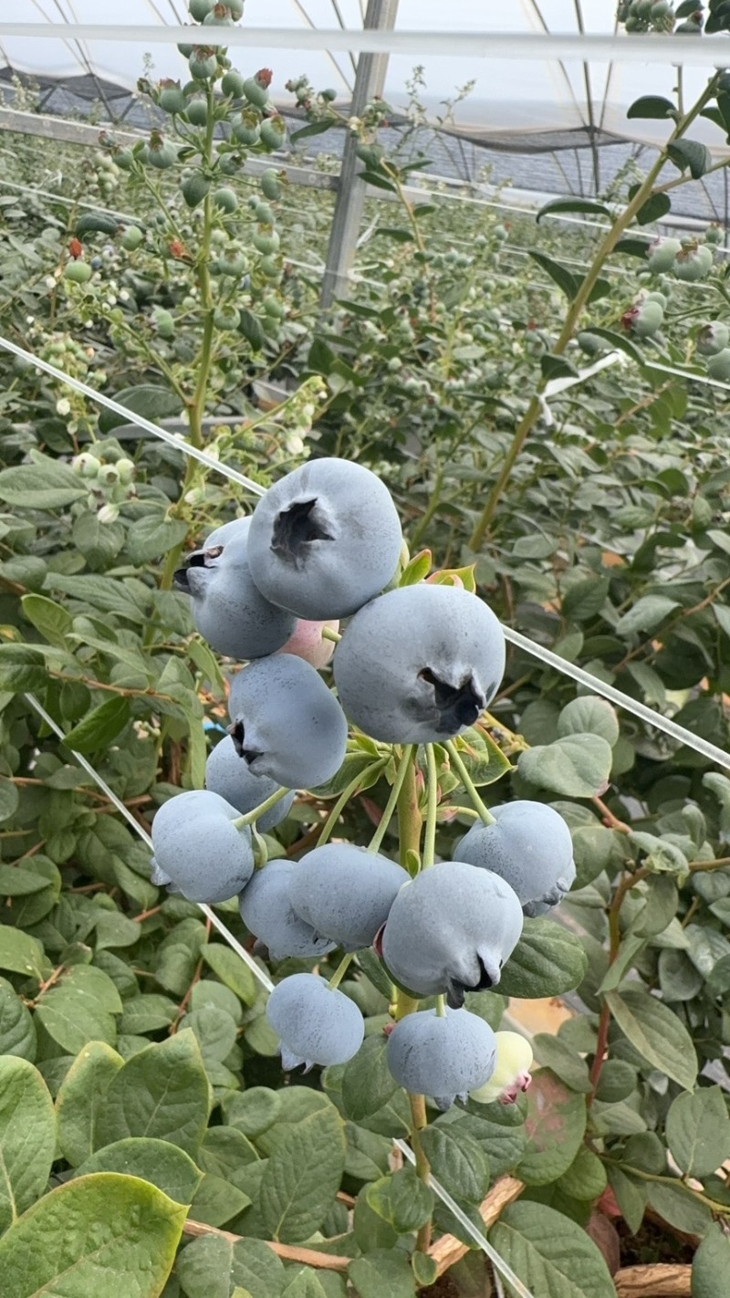 高原蓝莓来了