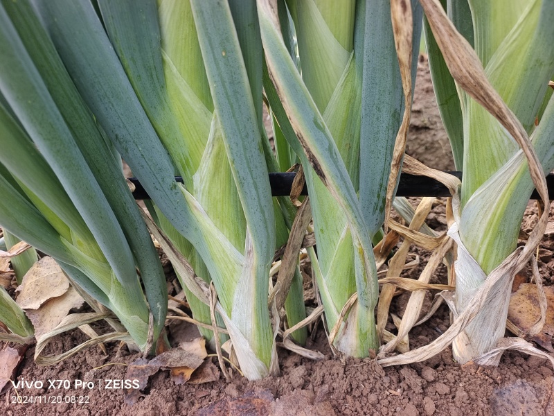 章丘长白大葱香脆甜口感好大量上市