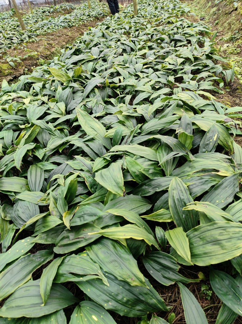 毛慈菇种苗基地直发，优质种源，高产抗病品种