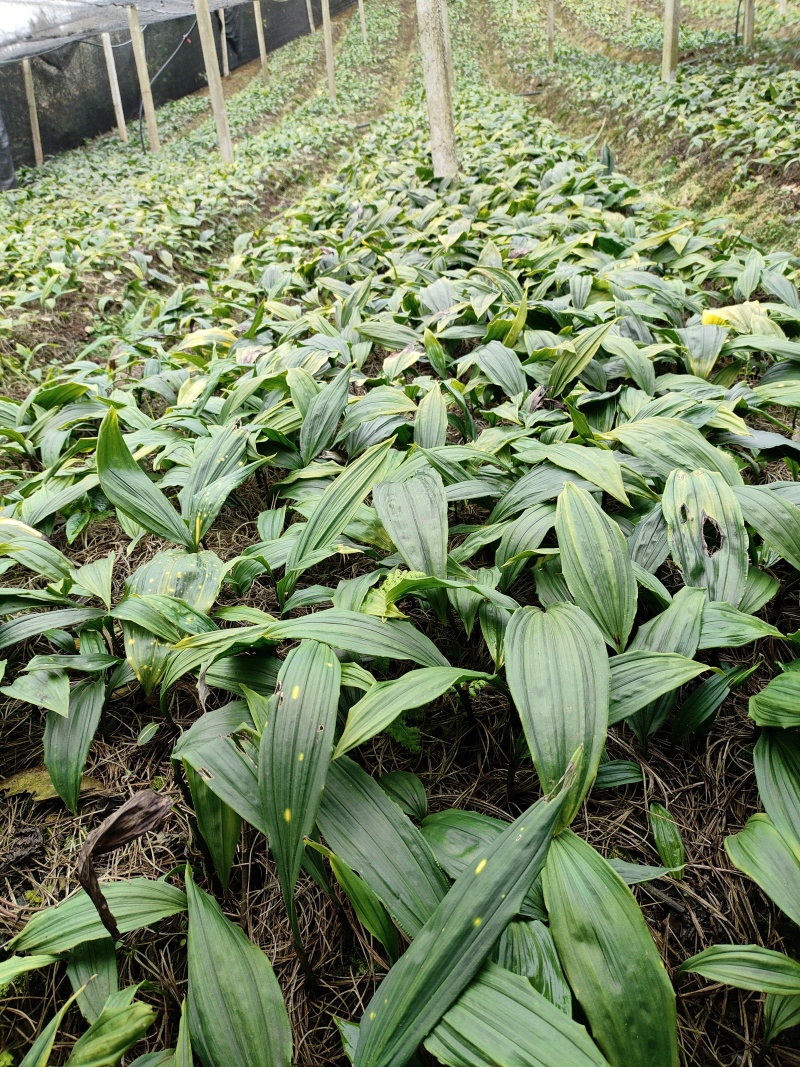 毛慈菇种苗基地直发，优质种源，高产抗病品种