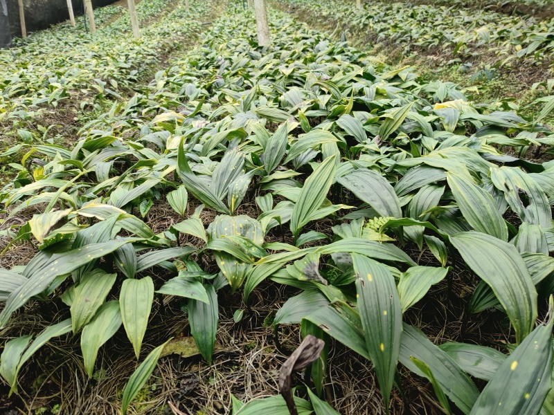 毛慈菇种苗基地直发，优质种源，高产抗病品种