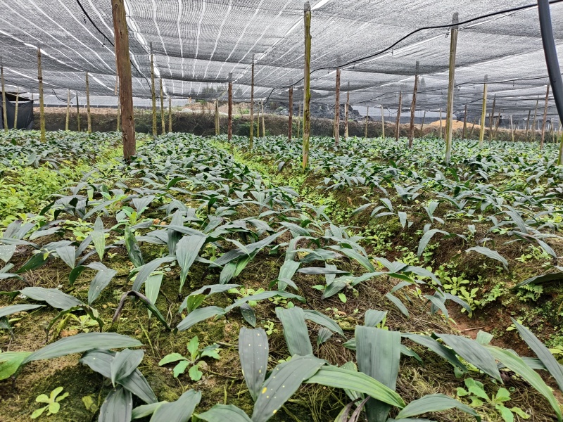 毛慈菇种苗基地直发，优质种源，高产抗病品种