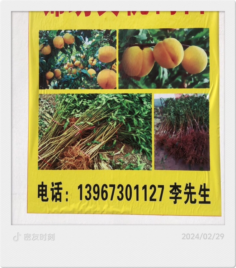 锦绣黄桃树苗