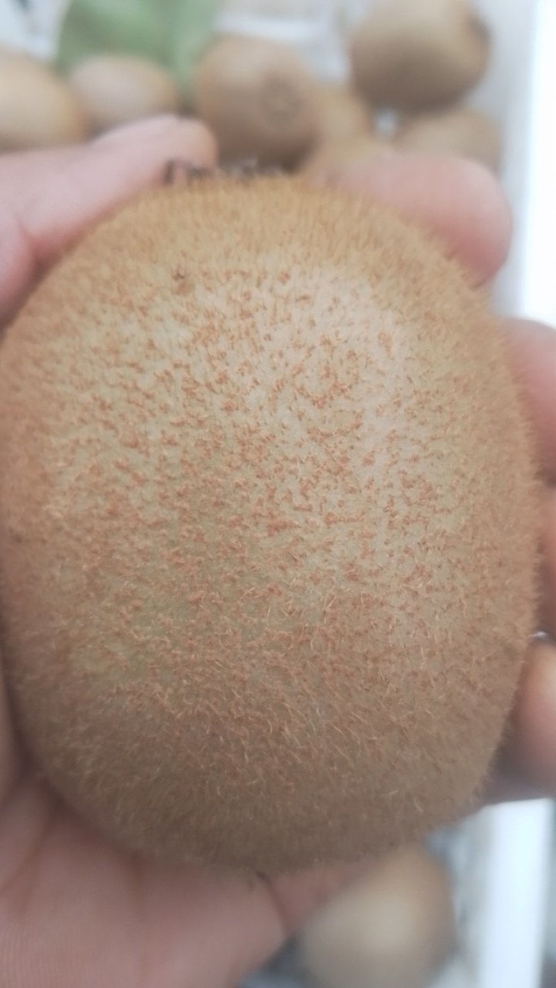 各种猕猴桃库存对外出售，价格合适欢迎抢购