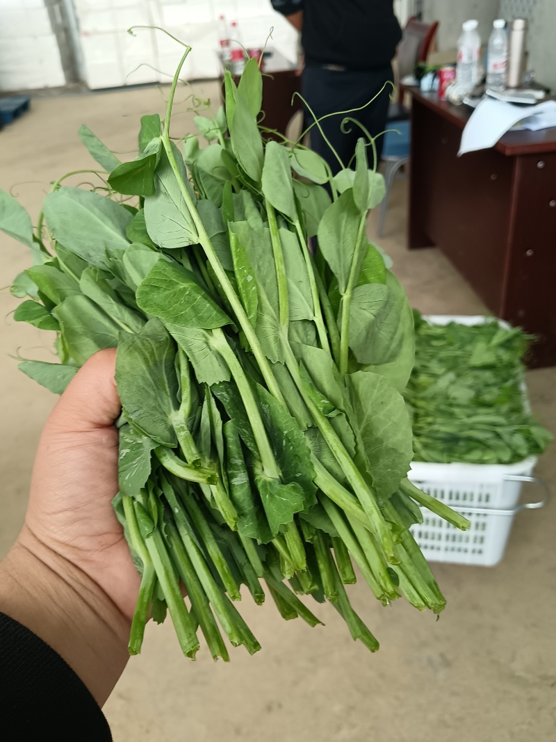 卖豌豆尖产批发支持空运加冰袋接餐饮批发，一年四季供货