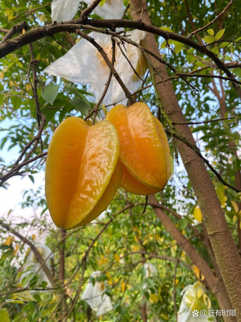 云南元江杨桃