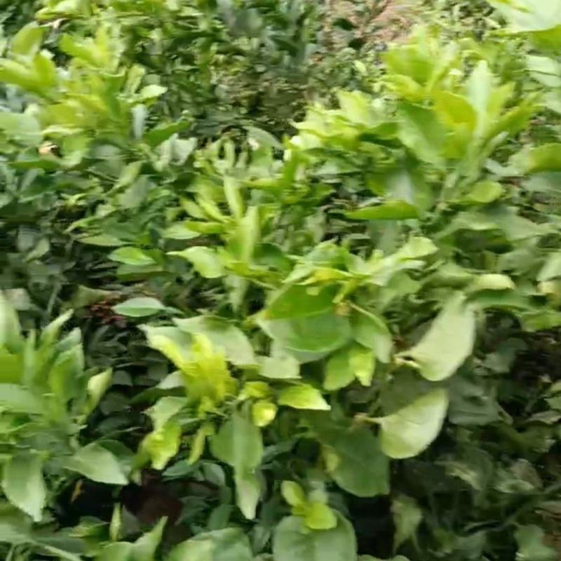 复媛46果树苗